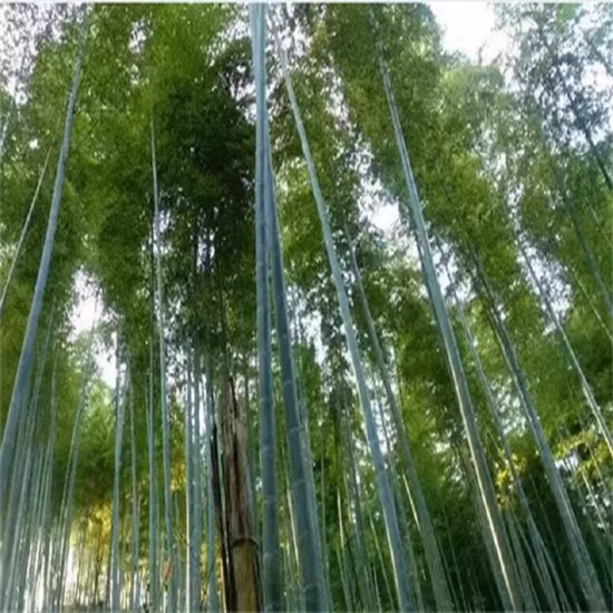 Direct Factory Free Sample High Quality Disposable Bamboo Skewer